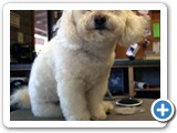 debsdogs_0177-