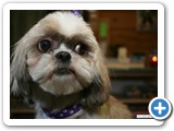 debsdogs_0287-