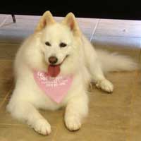 dog groomers